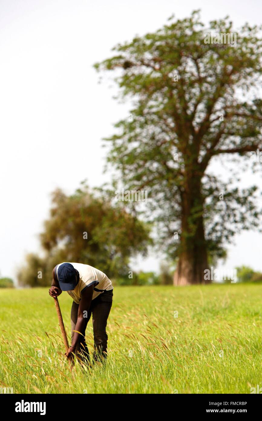 Senegal, Sahel, Ferlo Region, Widou Thiengoly, Pflanzung Akazie aegyptiaca Stockfoto