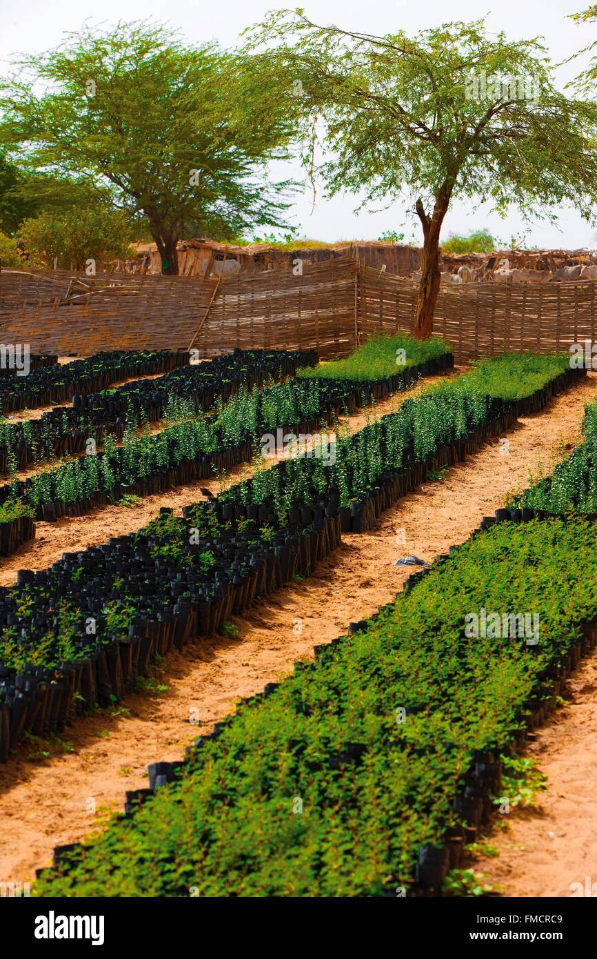 Senegal, Sahel, Ferlo Region, Widou Thiengoly, Kultur für die grüne Barriere Stockfoto