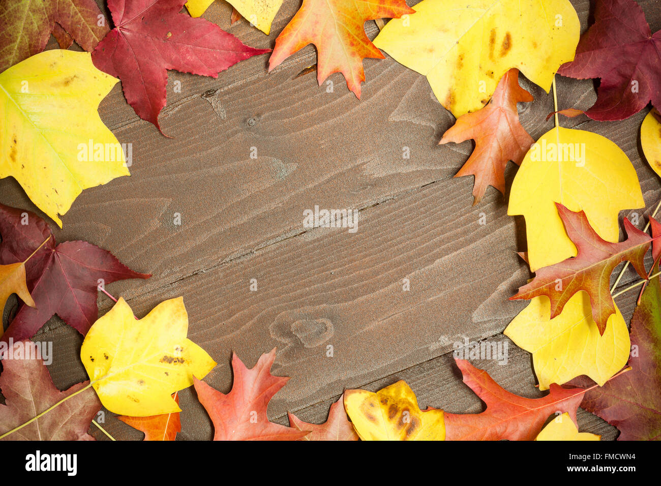 Farbige Blätter auf Holzbrett, Herbst Hintergrund Stockfoto
