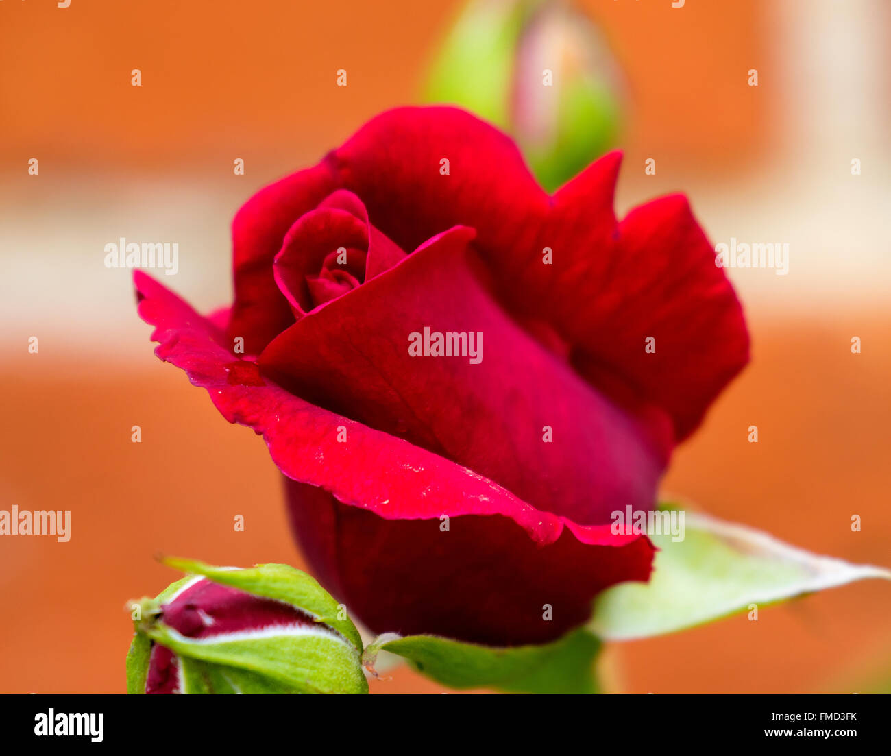 rote rose Blume in Lacock Abbey gardens Stockfoto