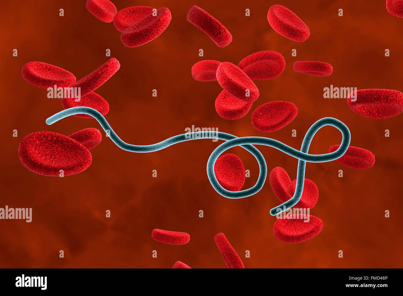 Borrelia Hispanica Stockfotos und bilder Kaufen Alamy