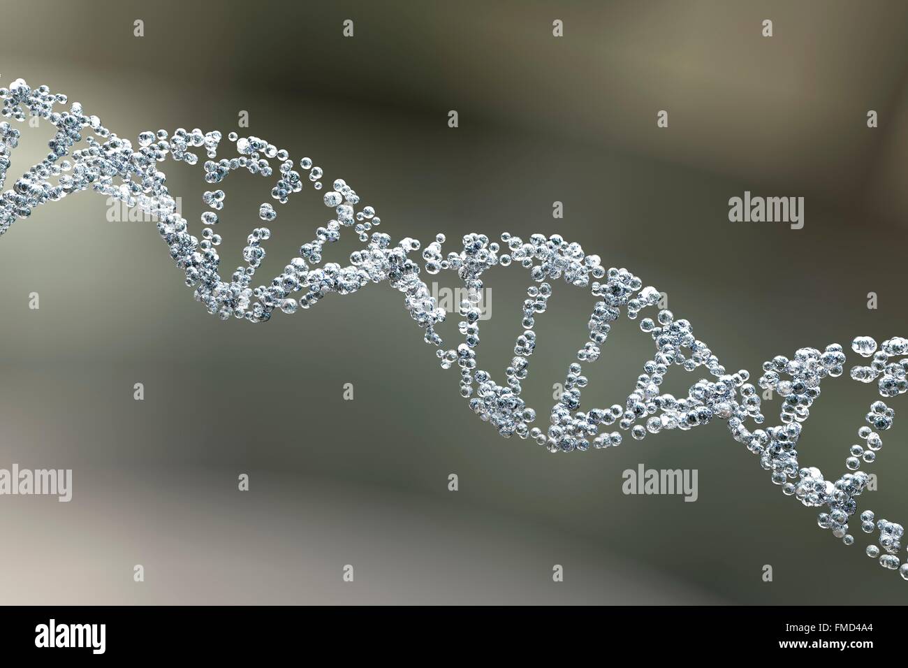 DNA-Molekül. Computer Bild einer doppelten gestrandet Molekül der DNA (Desoxyribonukleinsäure). DNA besteht aus zwei Strängen, die in einer Doppelhelix verdreht. Jeder Strang besteht aus einer Zucker-Phosphat-Rückgrat Nukleotidbasen befestigt. Es gibt vier Basen: Adenin, Cytosin, Guanin und Thymin, die durch Wasserstoffbrücken miteinander verbunden sind. DNA enthält Abschnitte, die Gene, die kodieren Erbinformation des Körpers genannt. Stockfoto