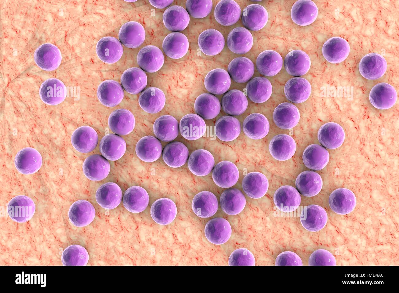 Computer-Darstellung der Staphylokokken-Bakterien (Staphylococcus Aureus). Stockfoto