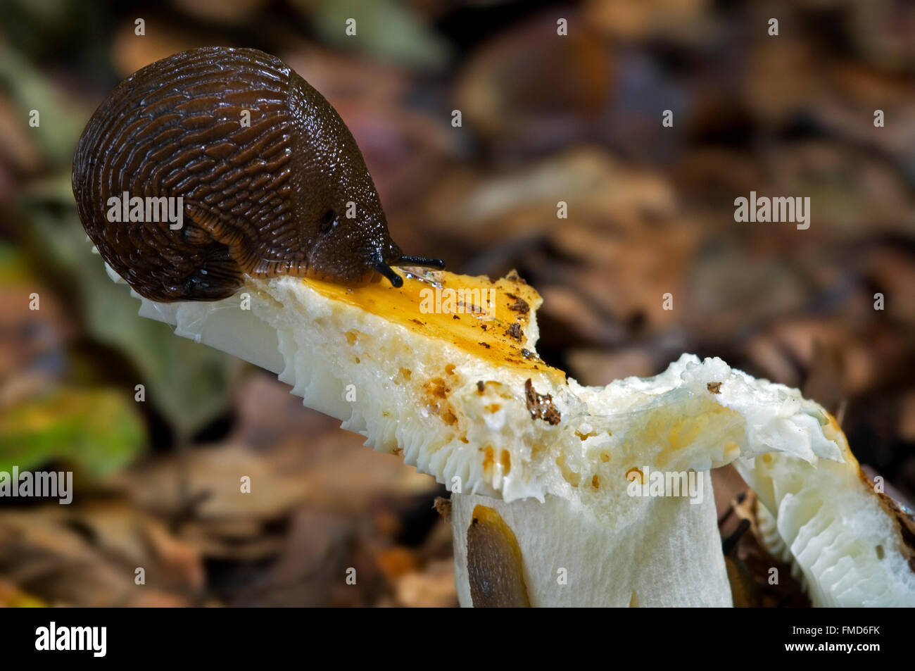 Europäische rote Schnecke / große rote Nacktschnecke (Arion Rufus) Essen Pilze im Wald Stockfoto