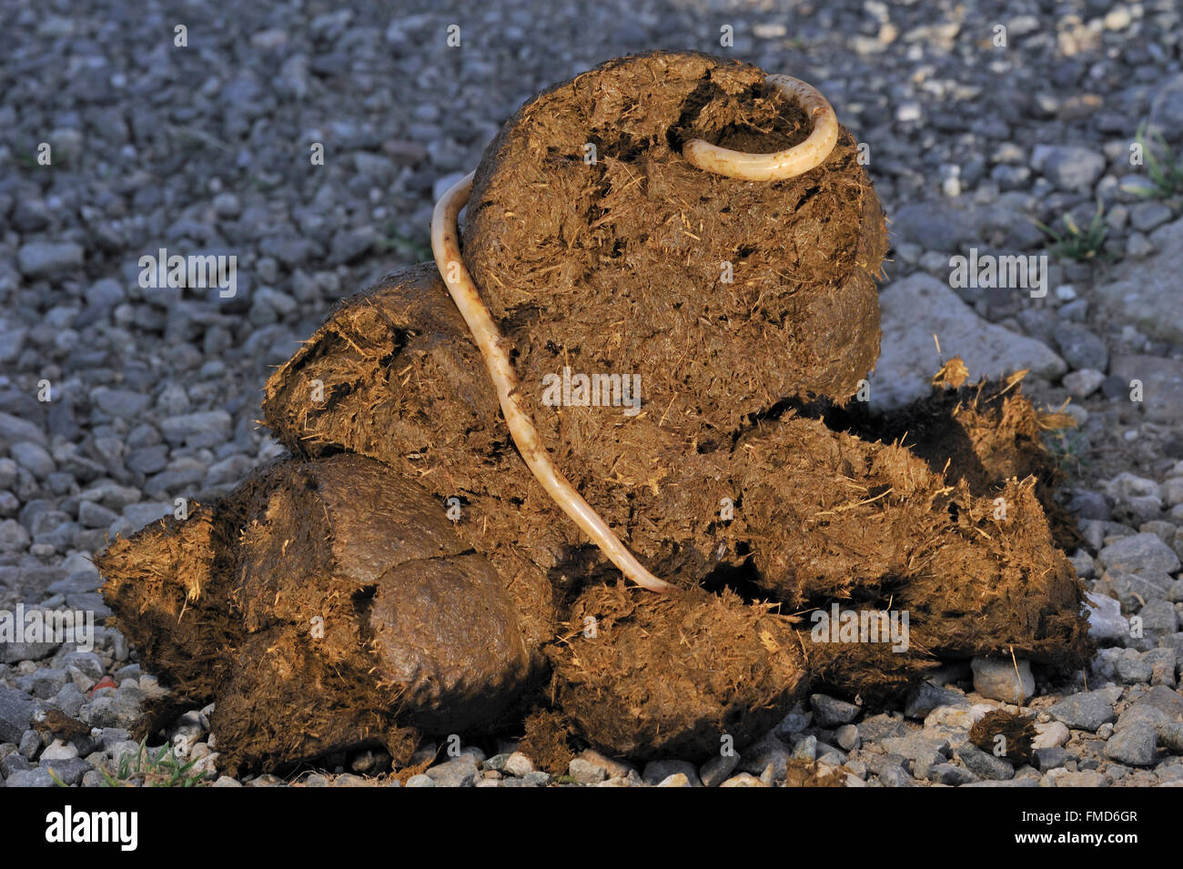 würmer bei pferden bilder