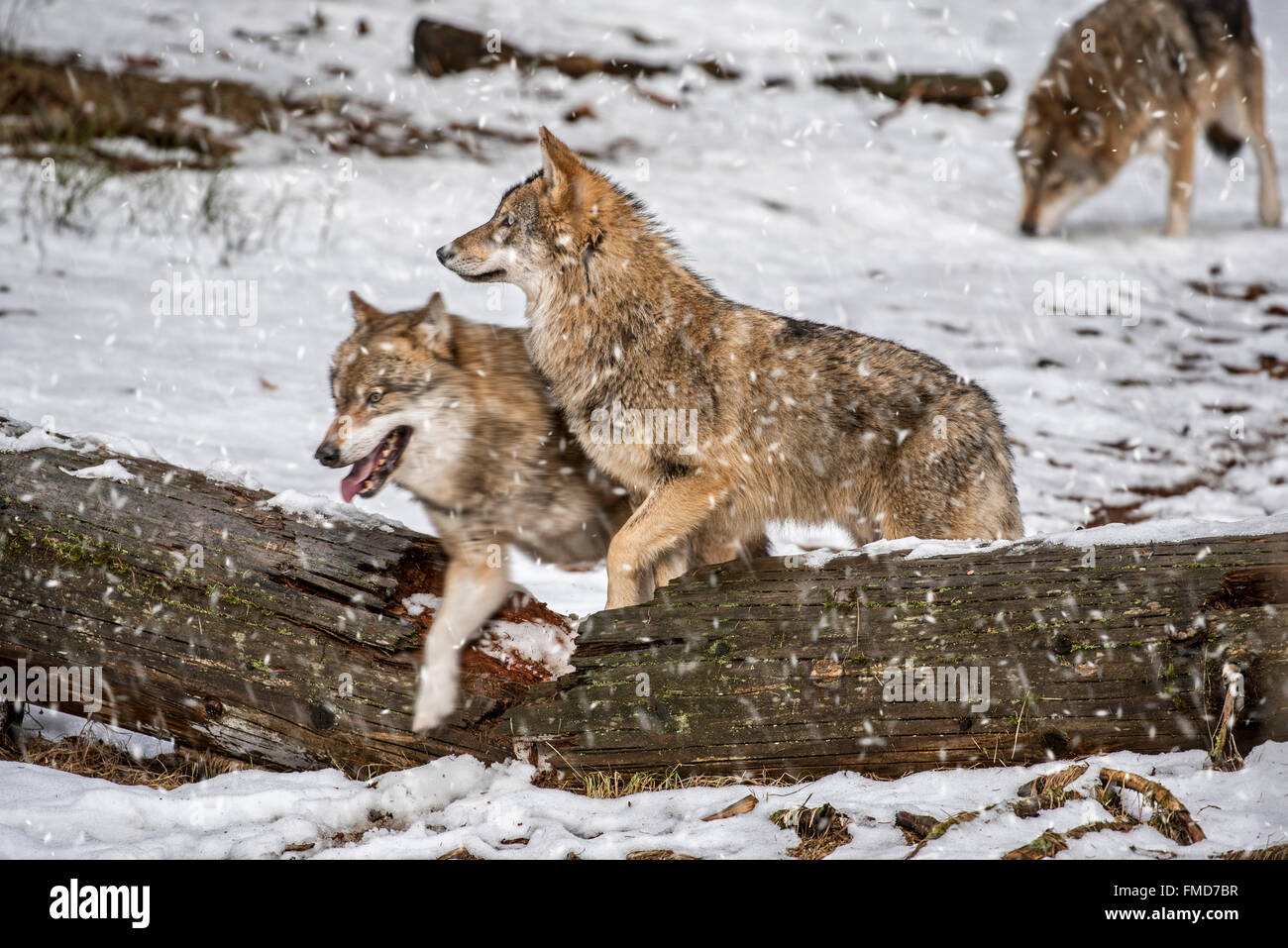 Graue Wölfe / grau Wolfsrudel (Canis Lupus) auf der Jagd verstärkt über gefallenen Baumstamm während der Schneedusche im Winter Stockfoto