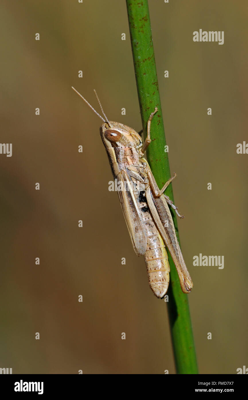 Sharp-tailed Heuschrecke (Euchorthippus Declivus / Acridium Declivus) weibliche Klettern Rasen Stengel in Wiese Stockfoto