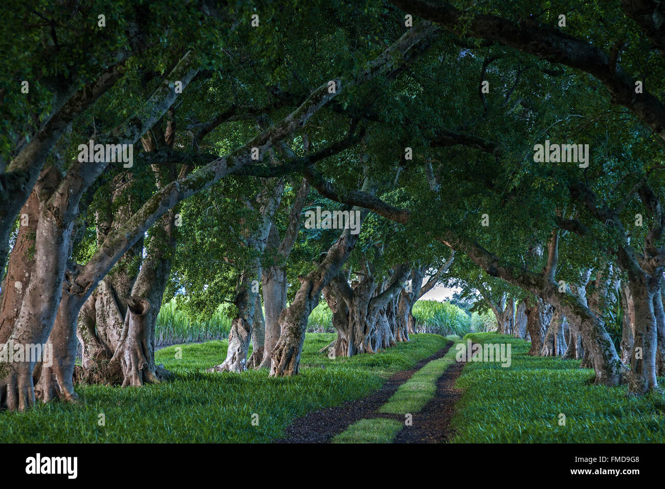 Allee mit altem Baumbestand, von Bäumen gesäumten Allee in Mahebourg, Mauritius Stockfoto