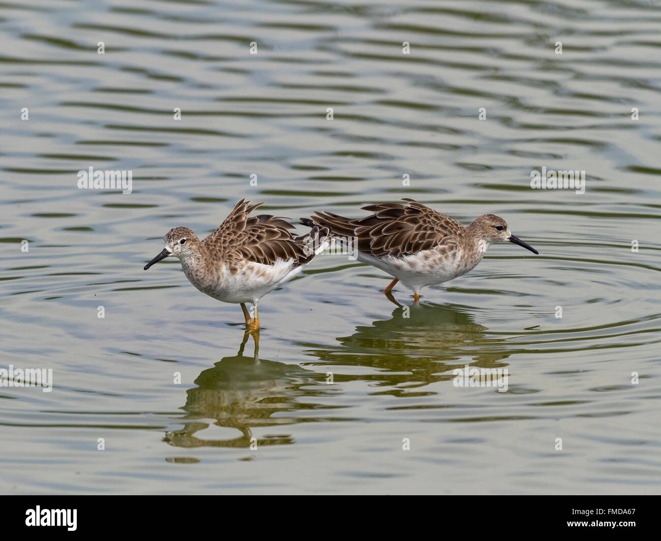 Lange-toed Pensum (Calidris Subminuta) in Wasser, Laem Pak Bia, Pak Thale, Deutschland Stockfoto