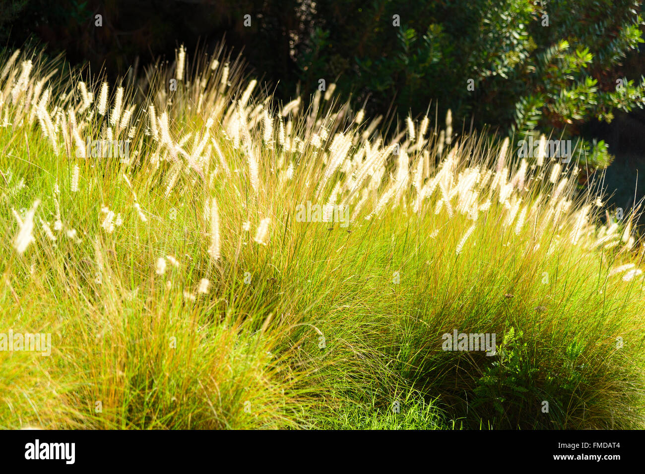 Bereich der Ziergras in voller Blüte mit Sonnenlicht. Grass Blüten haben ein warmes Glühen. Stockfoto