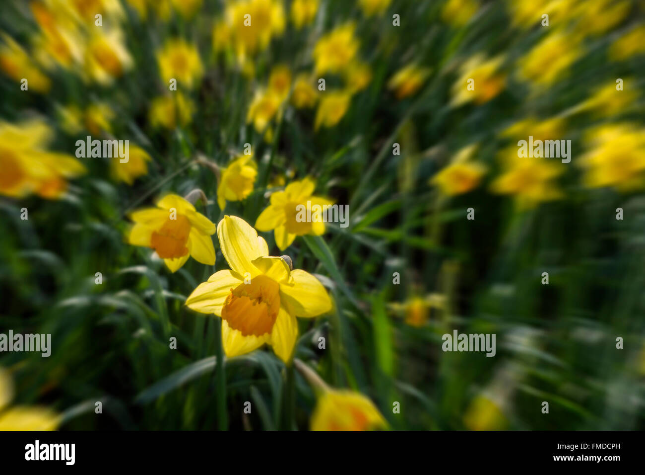 Gelbe Narzissen im Wald mit einem Teppich von Farbe im Frühjahr gepflanzt. Stockfoto