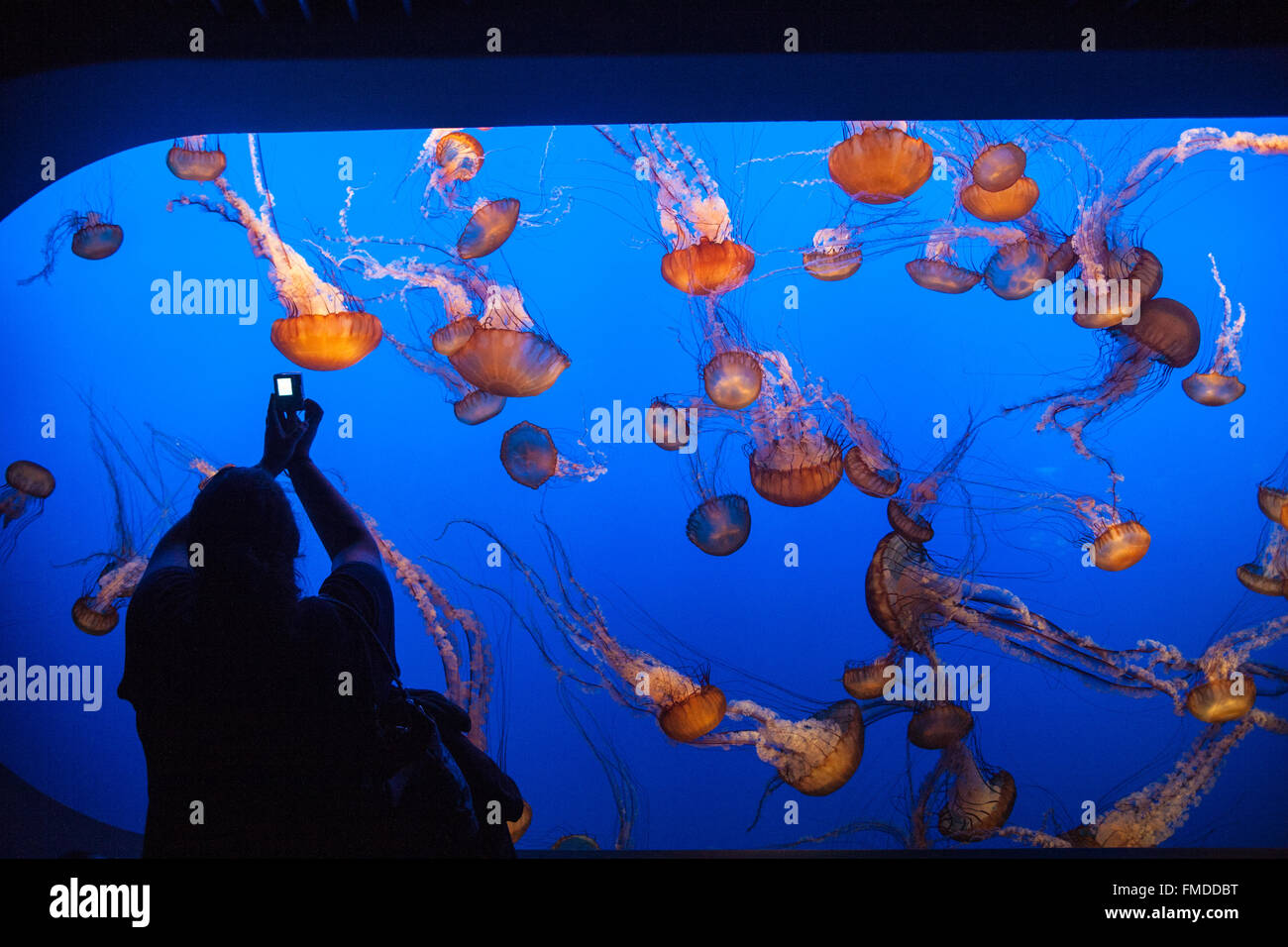 Anzeige von Quallen im Monterey Bay Aquarium,California,U.S.A.,United Staaten von Amerika zu fotografieren, Stockfoto