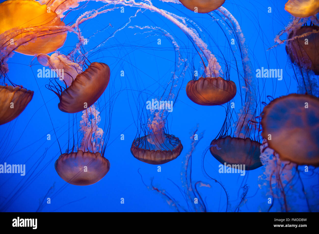Anzeige von Quallen im Monterey Bay Aquarium,California,U.S.A.,United Staaten von Amerika zu fotografieren, Stockfoto