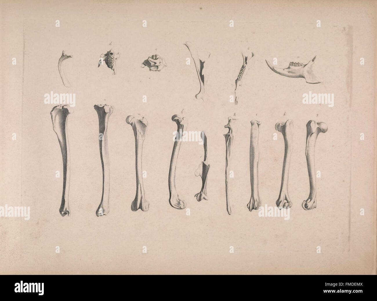 Vergleichende Osteologie (pl. X) sterben Stockfoto