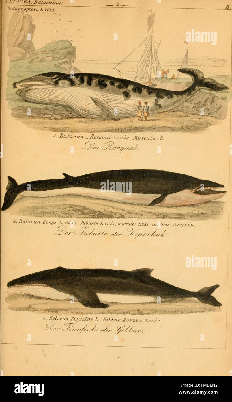 VollstC3A8andigste Naturgeschichte der VC3A8ogel sterben (Platte II) Stockfoto