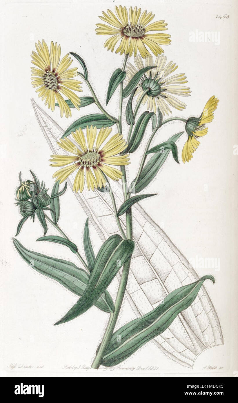 Diese Platte aus Edwards botanischem Register zeigt eine Reihe von Pflanzenarten mit detaillierten botanischen Abbildungen, die sich auf die Morphologie und Taxonomie der Pflanzen konzentrieren. Stockfoto