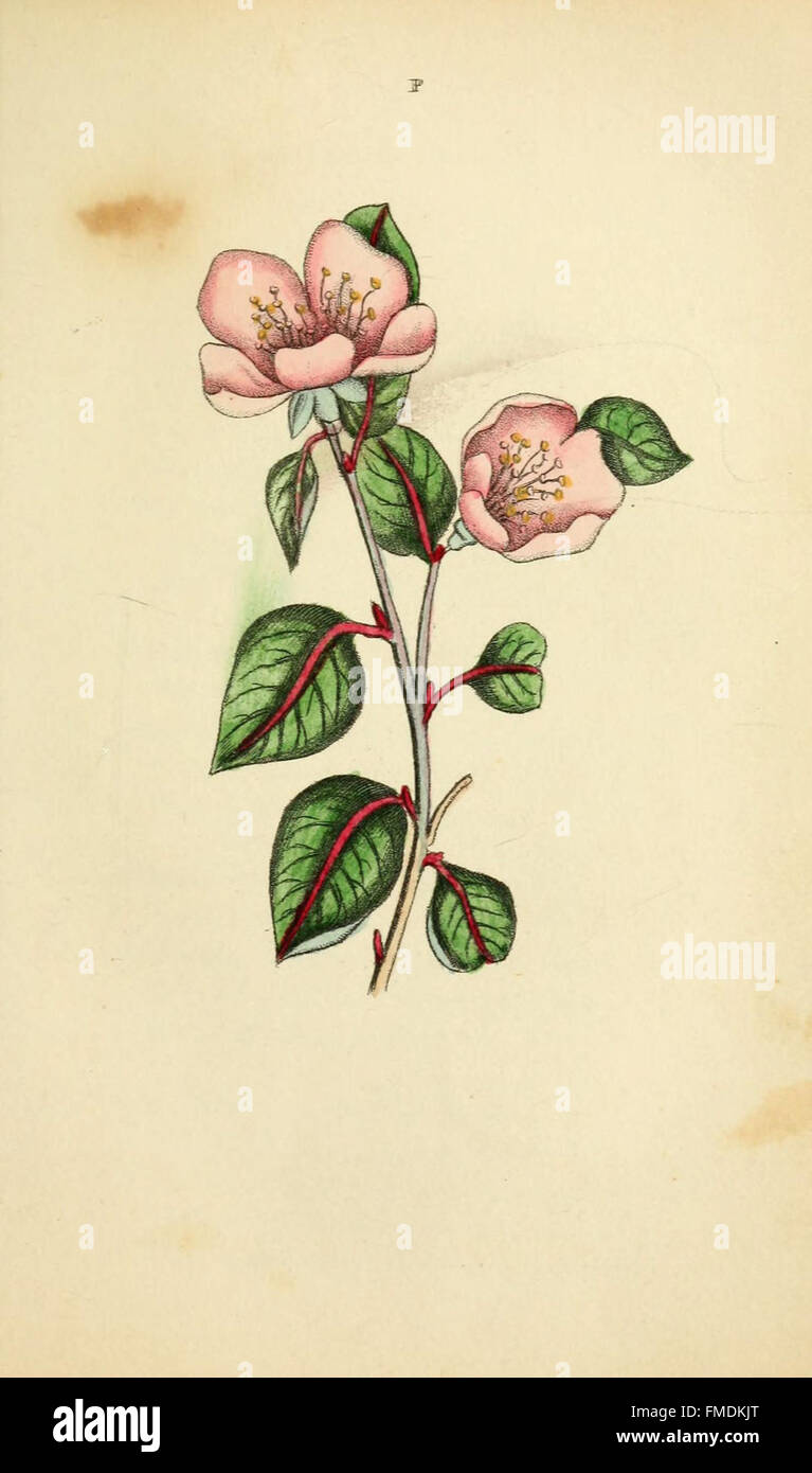 Flora und Thalia ist ein botanisches Werk mit einer künstlerischen Darstellung der griechischen Göttinnen Flora und Thalia, die Natur und Fruchtbarkeit repräsentieren. Platte P zeigt diese Figuren umgeben von symbolischen Pflanzen und Blumen. Stockfoto