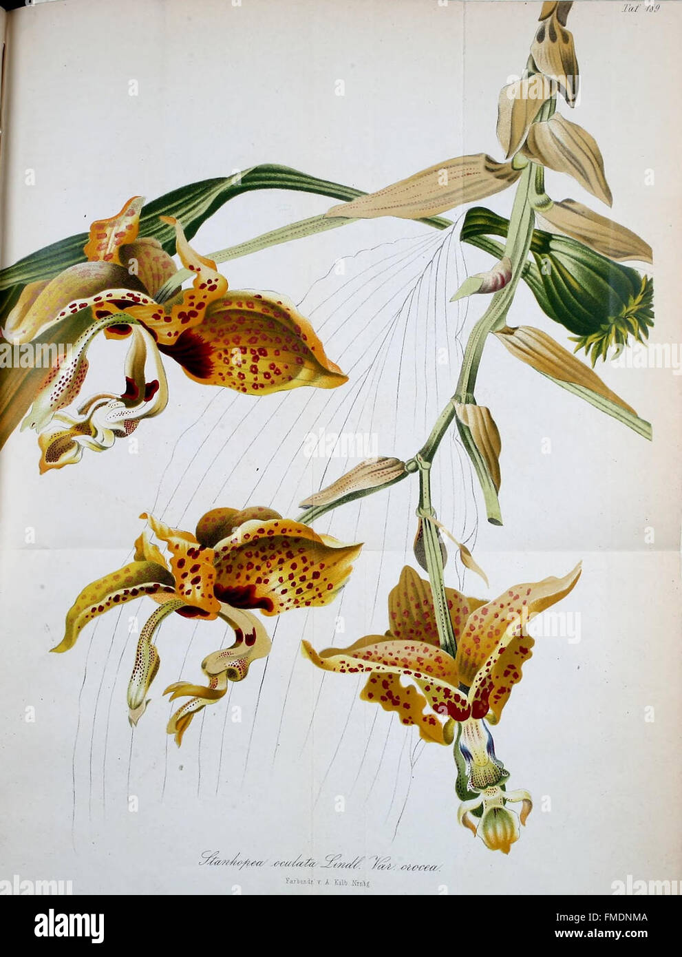 Gartenflora (Taf. 189) Stockfoto