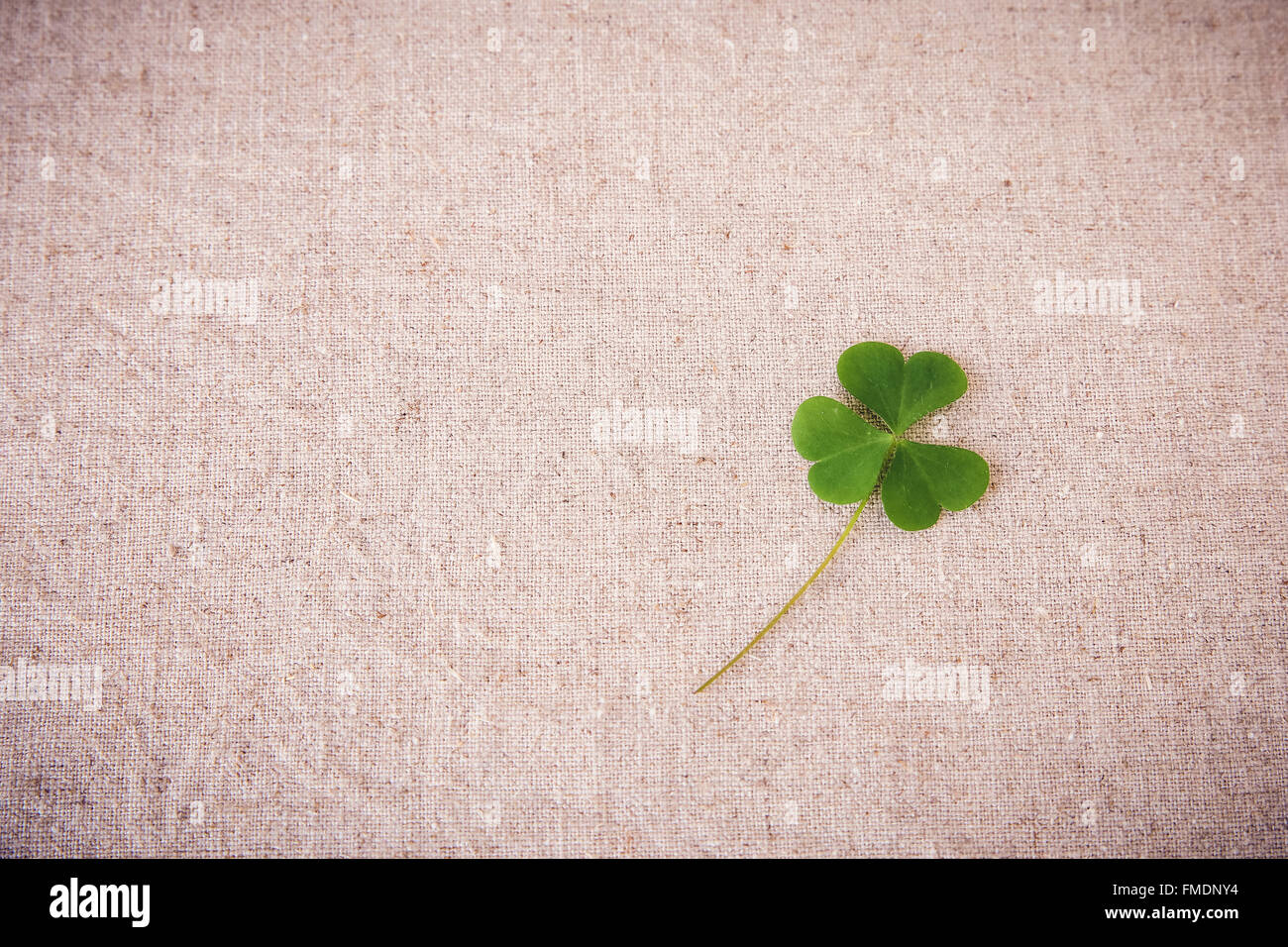 Frische Kleeblätter Blätter auf Leinen, St Patricks Tag Kopie Raum Hintergrund Stockfoto