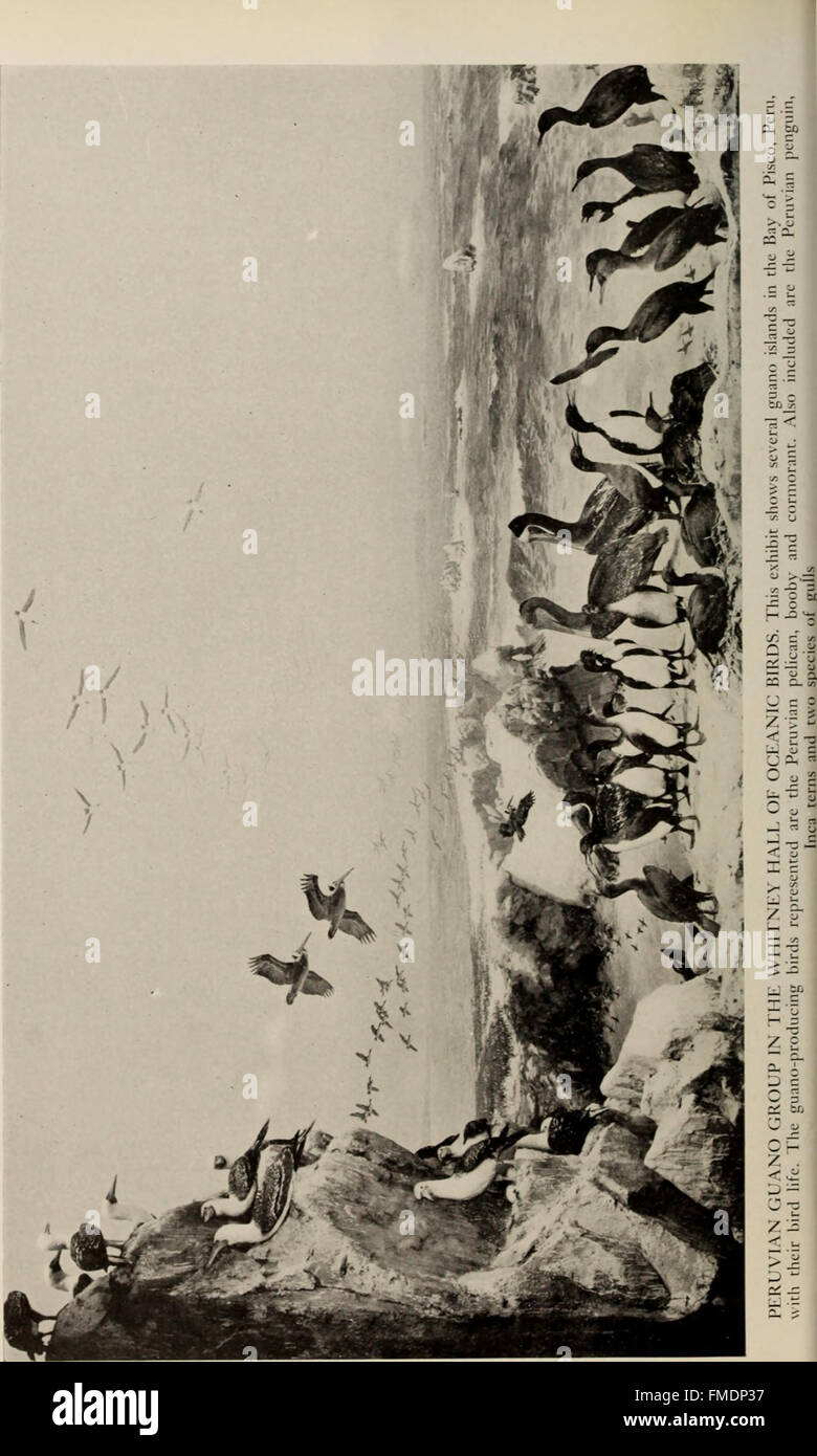 Allgemeine Anleitung zu den Messehallen des American Museum of Natural History (1911) Stockfoto