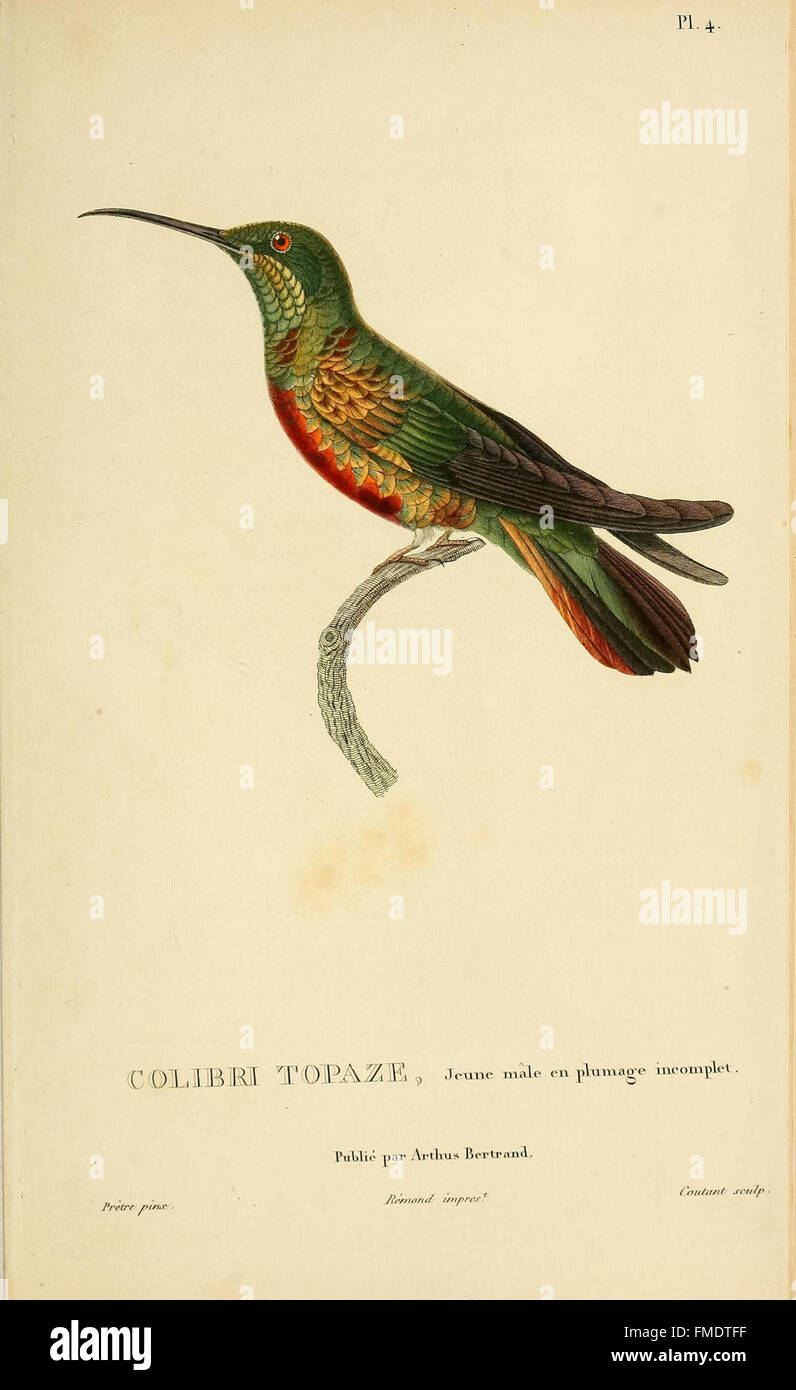 Histoire Naturelle des Kolibris (pl. 4) Stockfoto