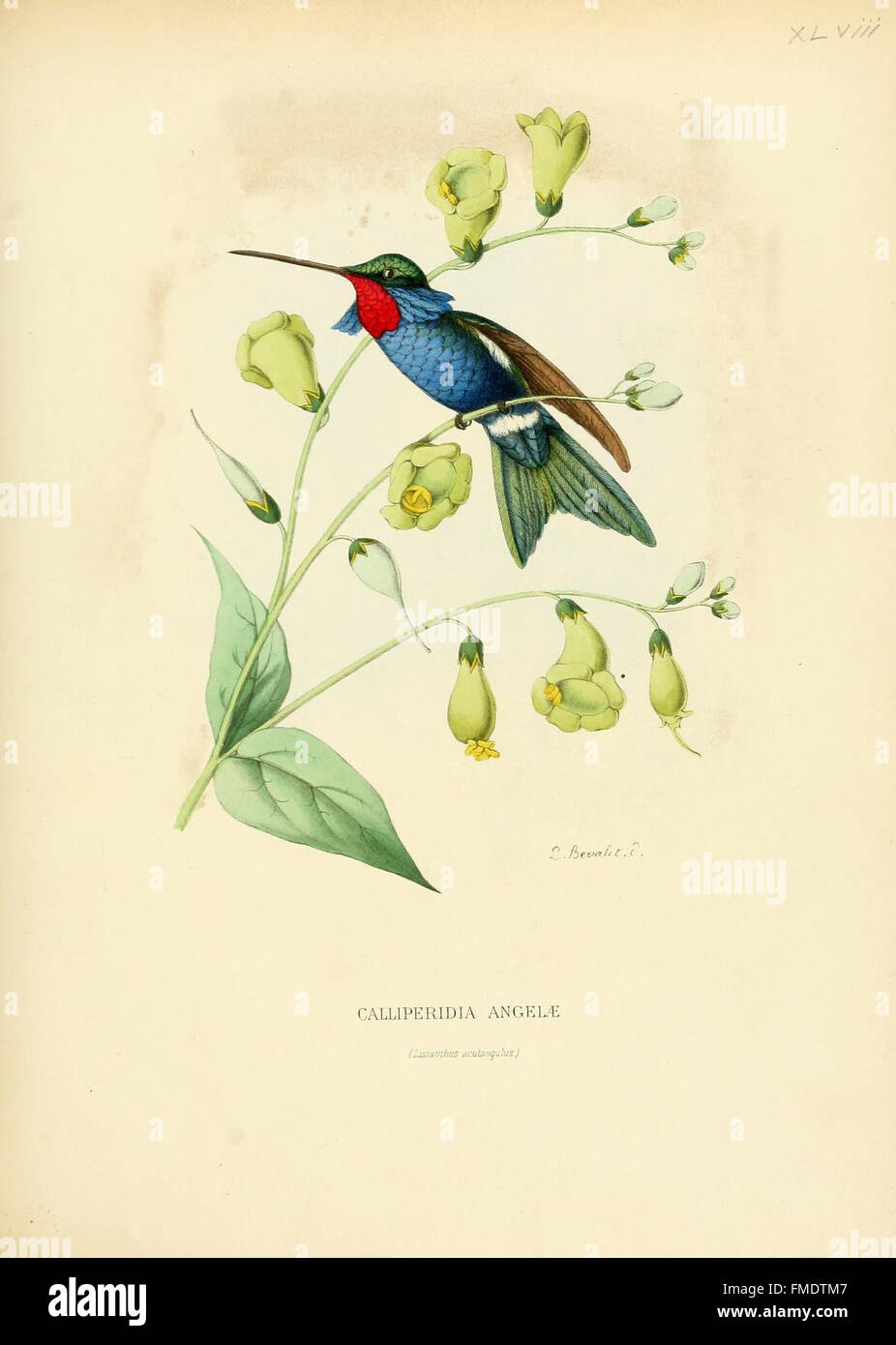 Platte XLVIII von „Histoire naturelle des oiseaux-mouches“ zeigt detaillierte Darstellungen von Kolibri-Arten, die zur Familie der Trochilidae gehören. Die Platte hebt ihre Besonderheiten und ihr natürliches Verhalten hervor. Stockfoto