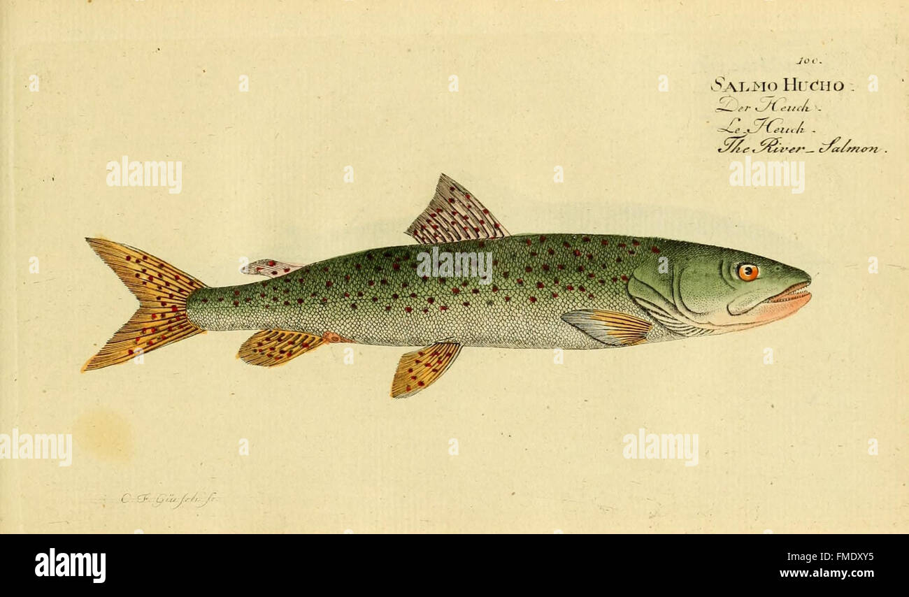 Ichthyologie; Ou, Histoire Naturelle des Poissons (Platte 100) Stockfoto