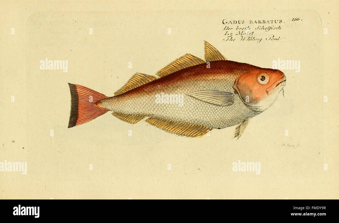 Ichthyologie; Ou, Histoire Naturelle des Poissons (Platte 166) Stockfoto