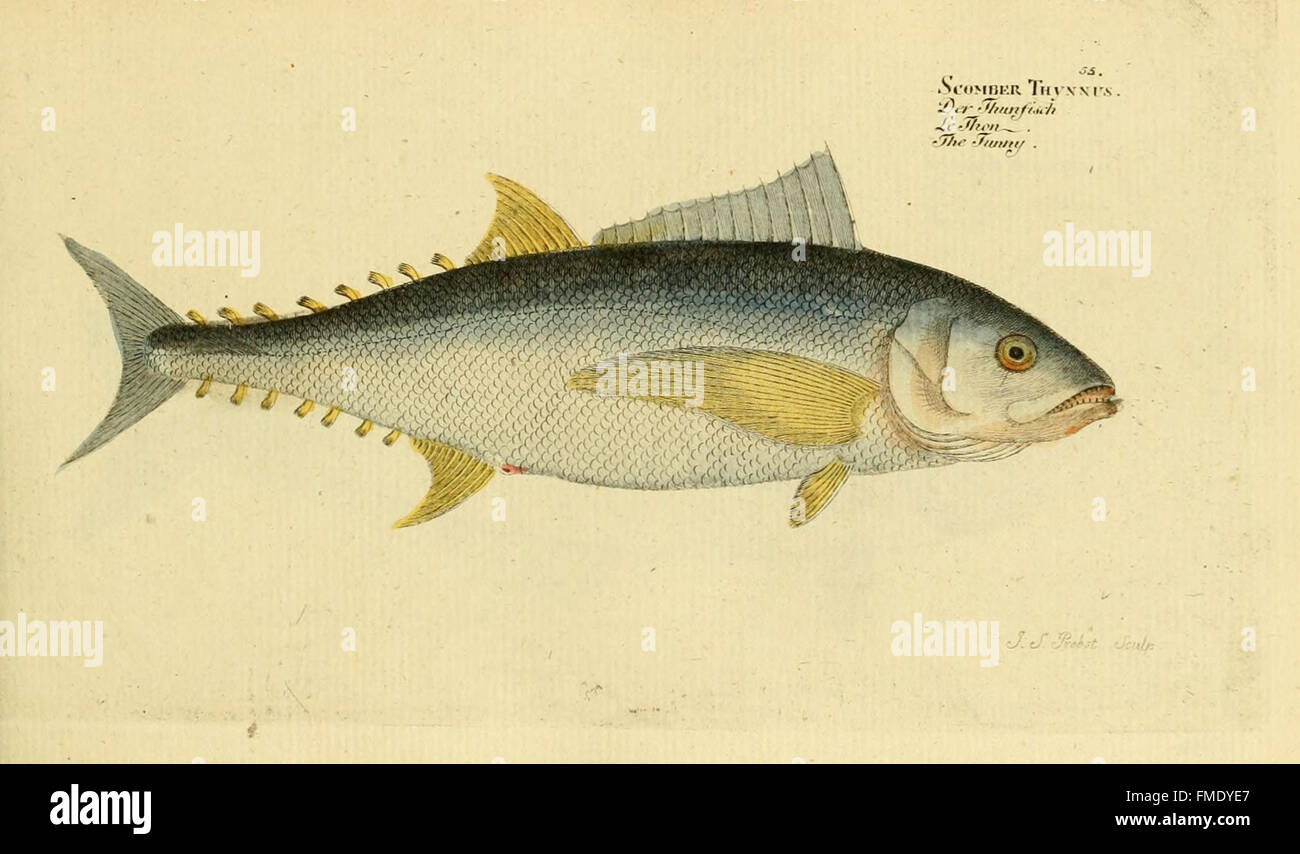 Ichthyologie; Ou, Histoire Naturelle des Poissons (Platte 55) Stockfoto