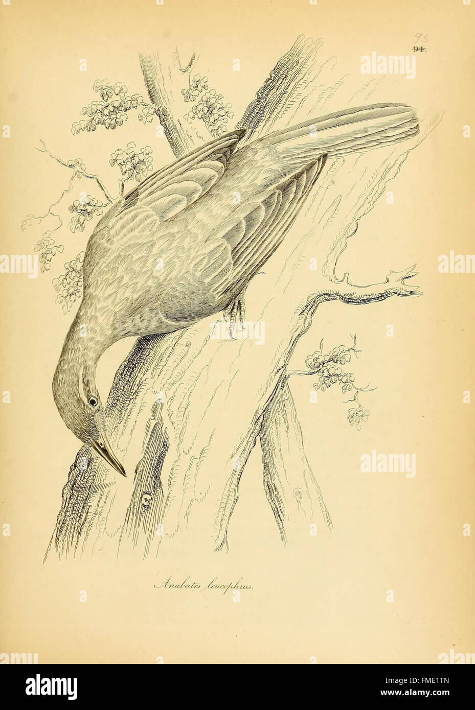 Abbildungen der Ornithologie (Platte 93) Stockfoto