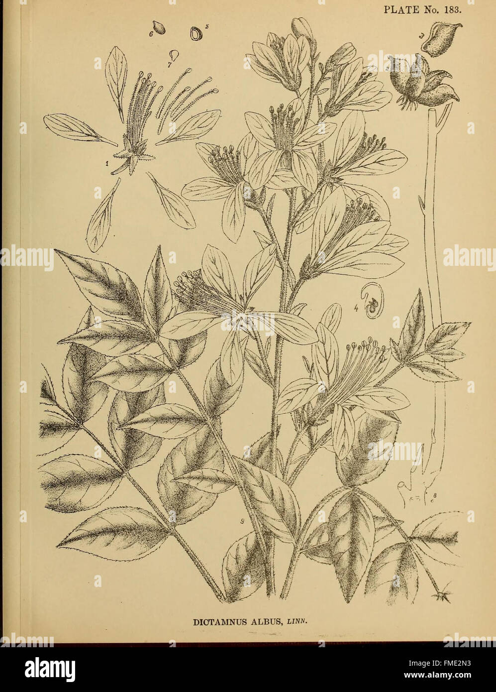 Indische Heilpflanzen (Platte 183) Stockfoto