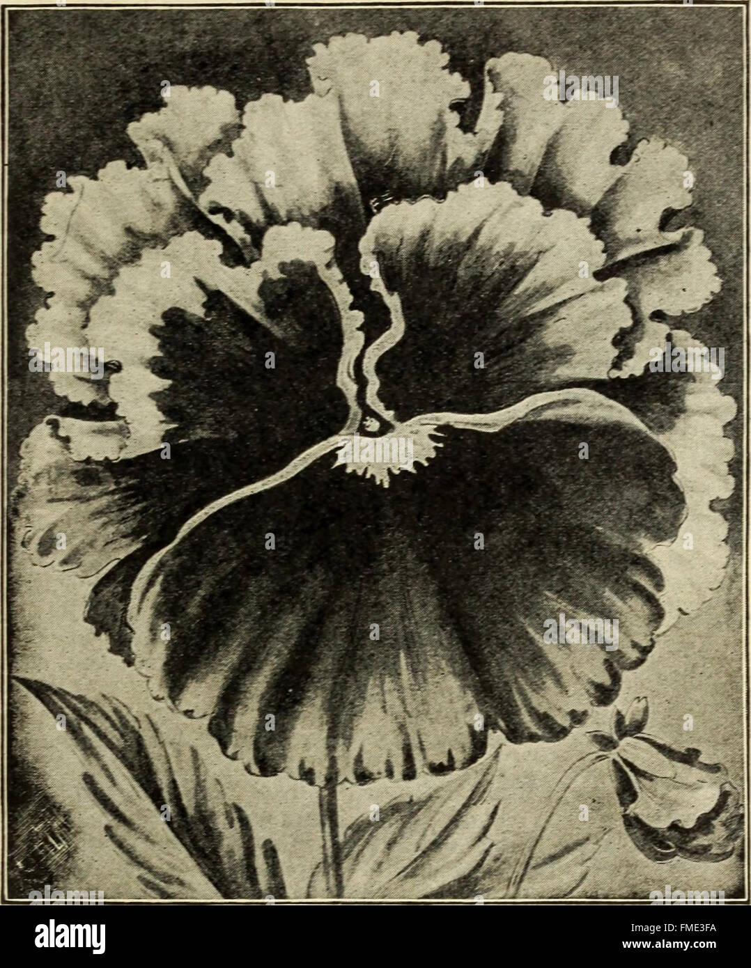 Johnsons Garten und Hof-Handbuch - 1910 (1910) Stockfoto