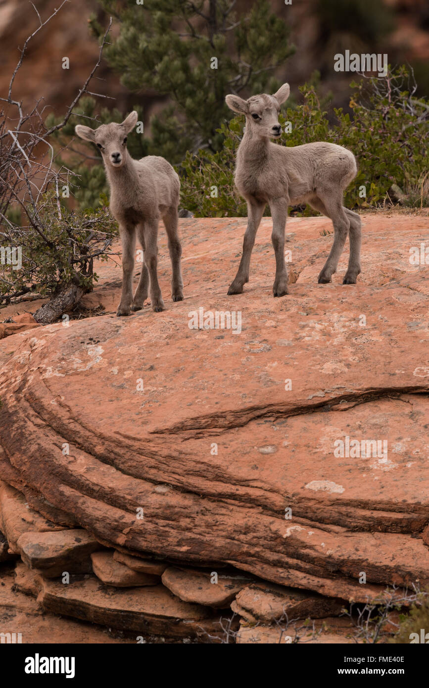 Wüste Bighorn Schafe Lämmer, Zion Nationalpark, Utah Stockfoto