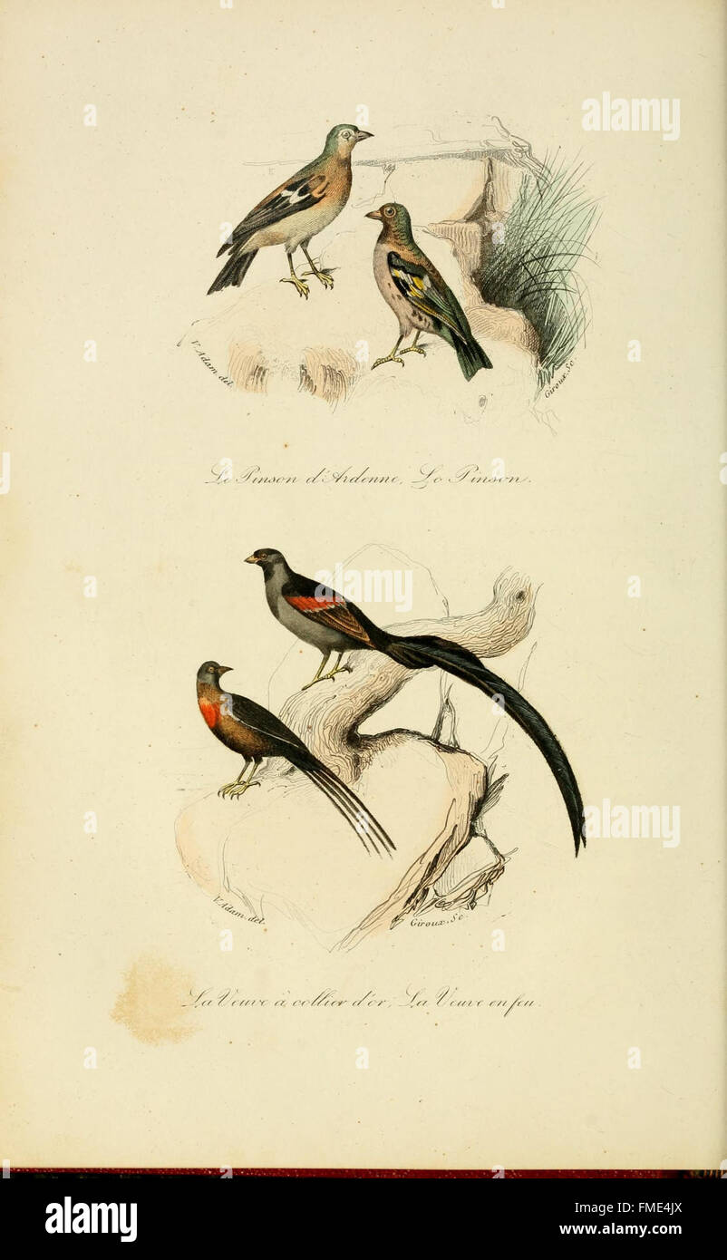 Platte 12 von „Keepake d'Histoire Naturelle“ zeigt sorgfältig gerenderte Illustrationen von Naturexemplaren, einschließlich Pflanzen, Insekten und Tieren, die einen Einblick in die Vielfalt des Lebens geben, wie sie in der Naturgeschichte des 19. Jahrhunderts verstanden wurde. Stockfoto