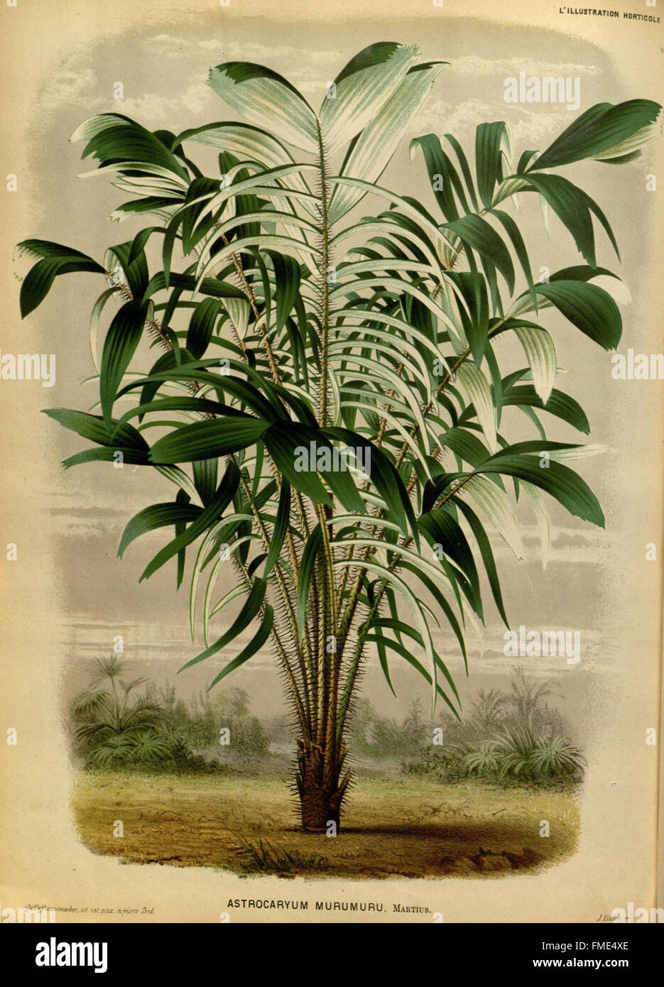 L'Illustration Horticole ist eine französische Gartenbauzeitschrift mit Artikeln, Illustrationen und Beschreibungen verschiedener Pflanzenarten, Gartentechniken und botanischer Studien, die als Quelle für Gartenbaubegeisterte dienen. Stockfoto