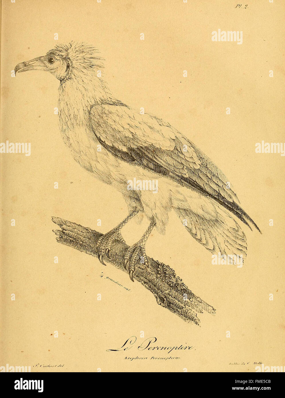 Platte 2 aus der Galerie des Oiseaux, eine Publikation mit detaillierten und künstlerischen Darstellungen verschiedener Vogelarten. Diese Platte zeigt sorgfältig gerenderte Abbildungen von Vögeln in ihren natürlichen Lebensräumen. Stockfoto