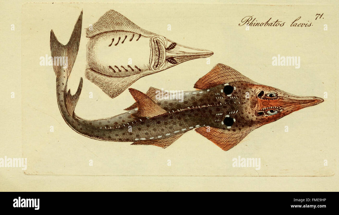 Platte 71 aus M. E. Blochs 'Systema Ichthyologiae' zeigt verschiedene Fischarten und bietet detaillierte visuelle Darstellungen ichthyologischer Merkmale und Taxonomien im wissenschaftlichen Kontext. Stockfoto