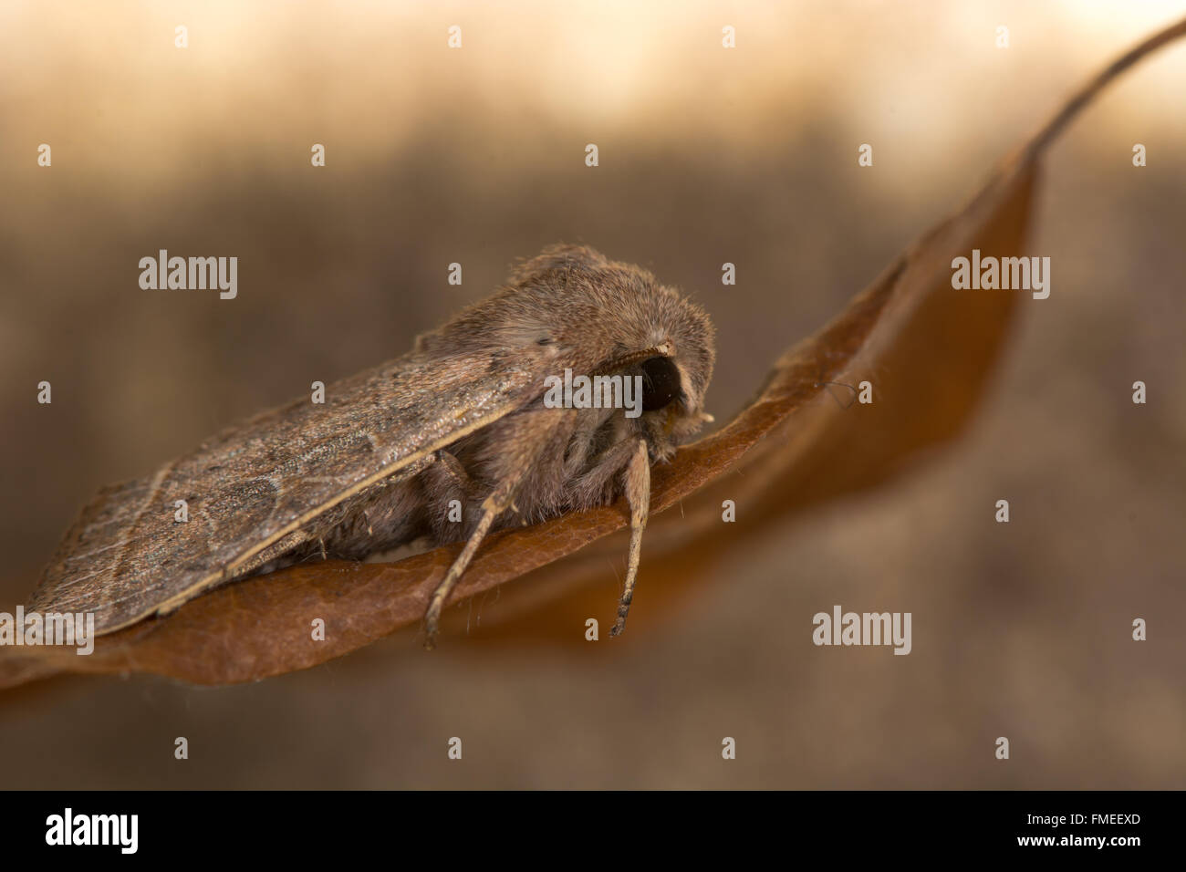 Gemeinsamen Quäker Motte (Orthosia Cerasi). Ein Insekt in der Familie Noctuidae, die früh im Jahr, auf ein totes Blatt fliegt Stockfoto