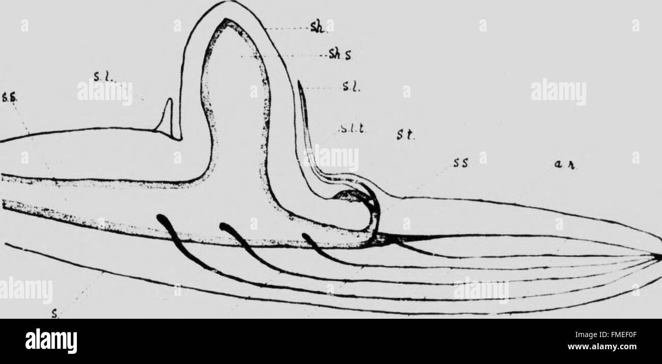 In dieser Studie wird das Phänomen Polystely, das Vorhandensein mehrerer Gefäßbündel, in den Wurzeln von Orchidaceae untersucht. Es trägt zum Verständnis der Gefäßanatomie der Pflanzen bei. Stockfoto