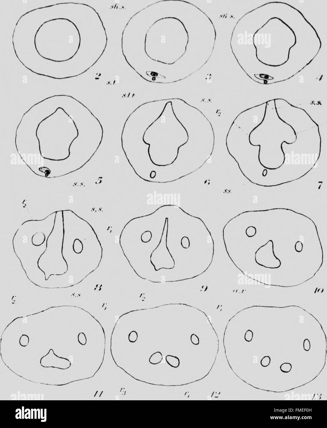 Diese Studie aus dem Jahr 1907 untersucht das Phänomen von Polystely in Orchideenwurzeln, einem Zustand, bei dem mehrere Gefäßbündel vorhanden sind. Die Forschung liefert wertvolle Einblicke in die Anatomie der Orchideenwurzel und trägt zum besseren Verständnis der Pflanzenmorphologie und der Wachstumsmuster bei. Stockfoto