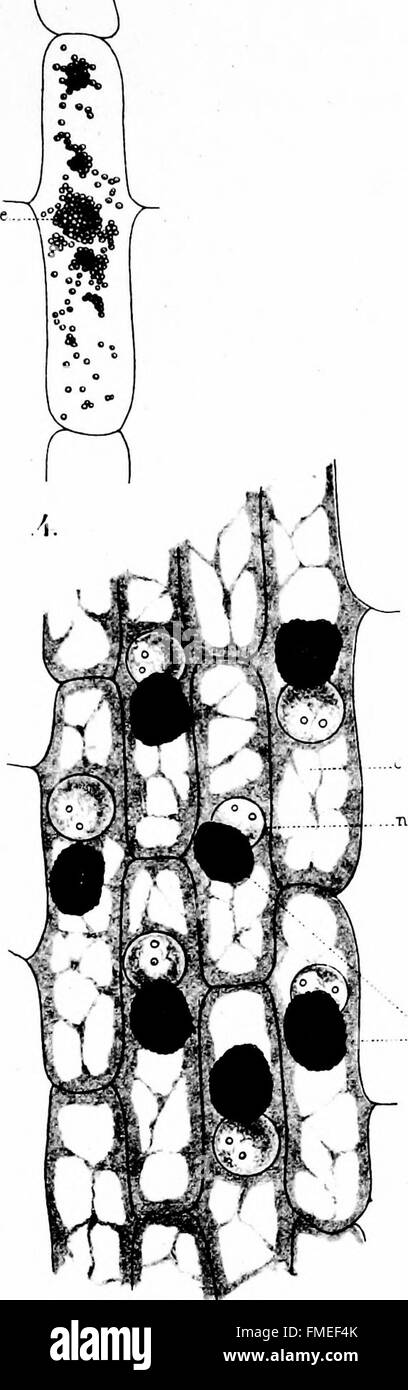 Diese Studie aus dem Jahr 1914 untersucht die Rolle von Eelaioplasten in Monokotten- und Dikotpflanzen sowie in spezialisierten Zellkörpern, die für die Produktion von Anthocyan verantwortlich sind. Es beschreibt auch einzigartige Strukturen, die in zwei Orchideenarten gefunden wurden. Stockfoto