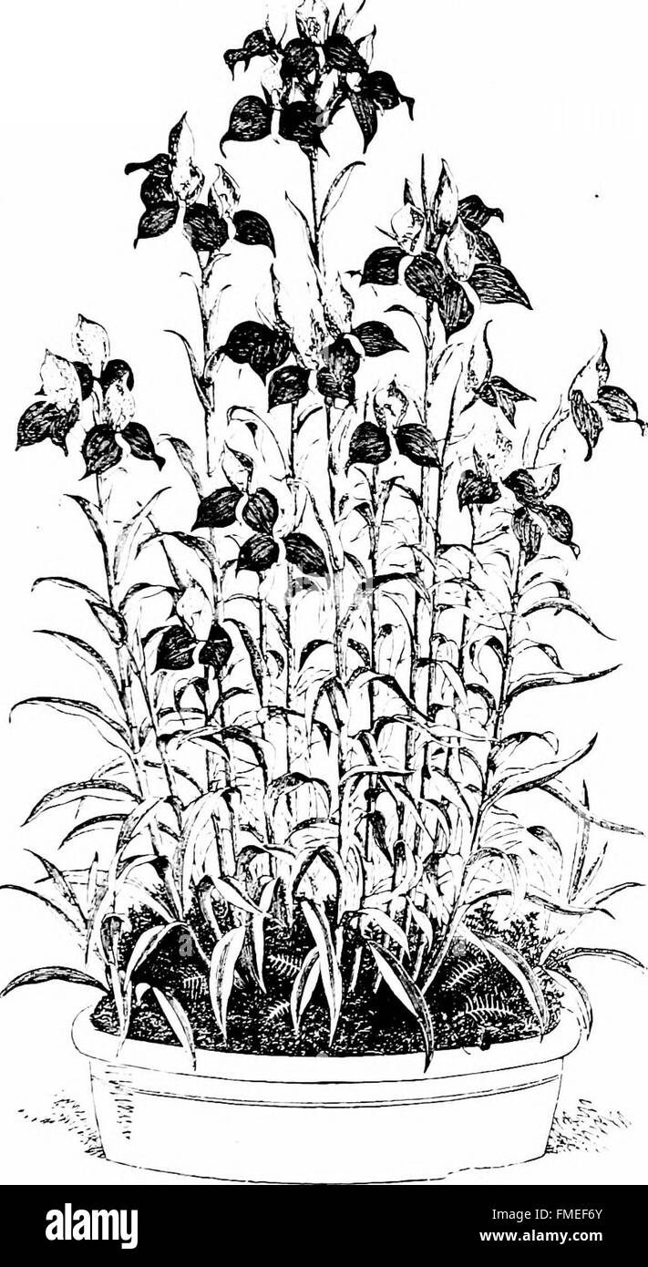 Dieses Buch bietet umfassende Anweisungen zum Anbau und zur Pflege von einheimischen und exotischen Orchideen mit spezifischen Ratschlägen für verschiedene Arten. Es umfasst Abschnitte zu Vergüssen, Bewässerung, Temperaturregelung und Schädlingsbekämpfung, um ein erfolgreiches Wachstum und Blüten von Orchideen zu gewährleisten. Stockfoto