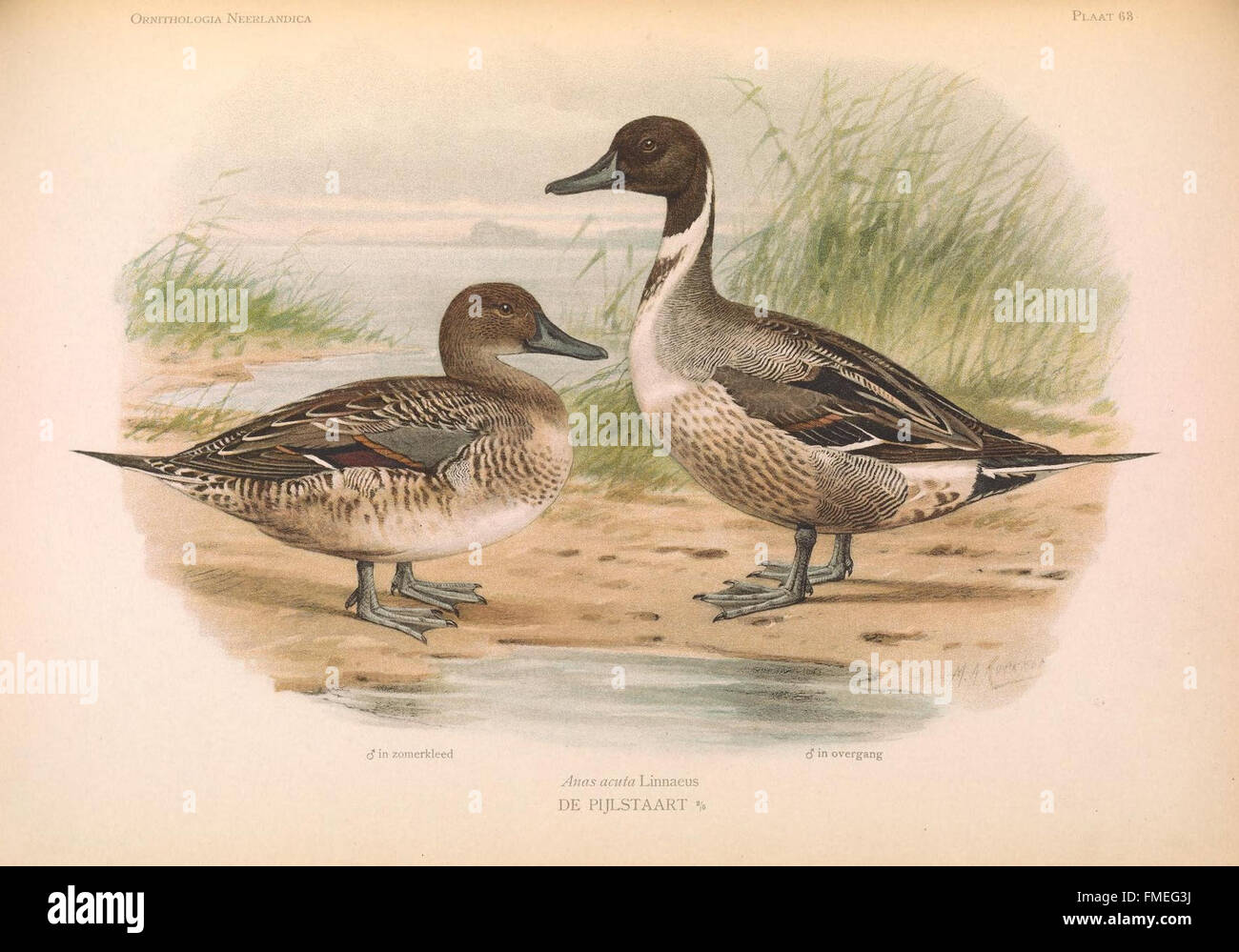 Ornithologia Neerlandica (PLAAT 63) Stockfoto