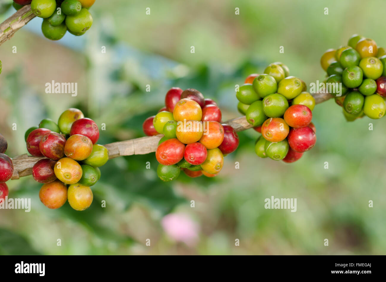 Kaffeebohnen wachsen auf Baum Stockfoto