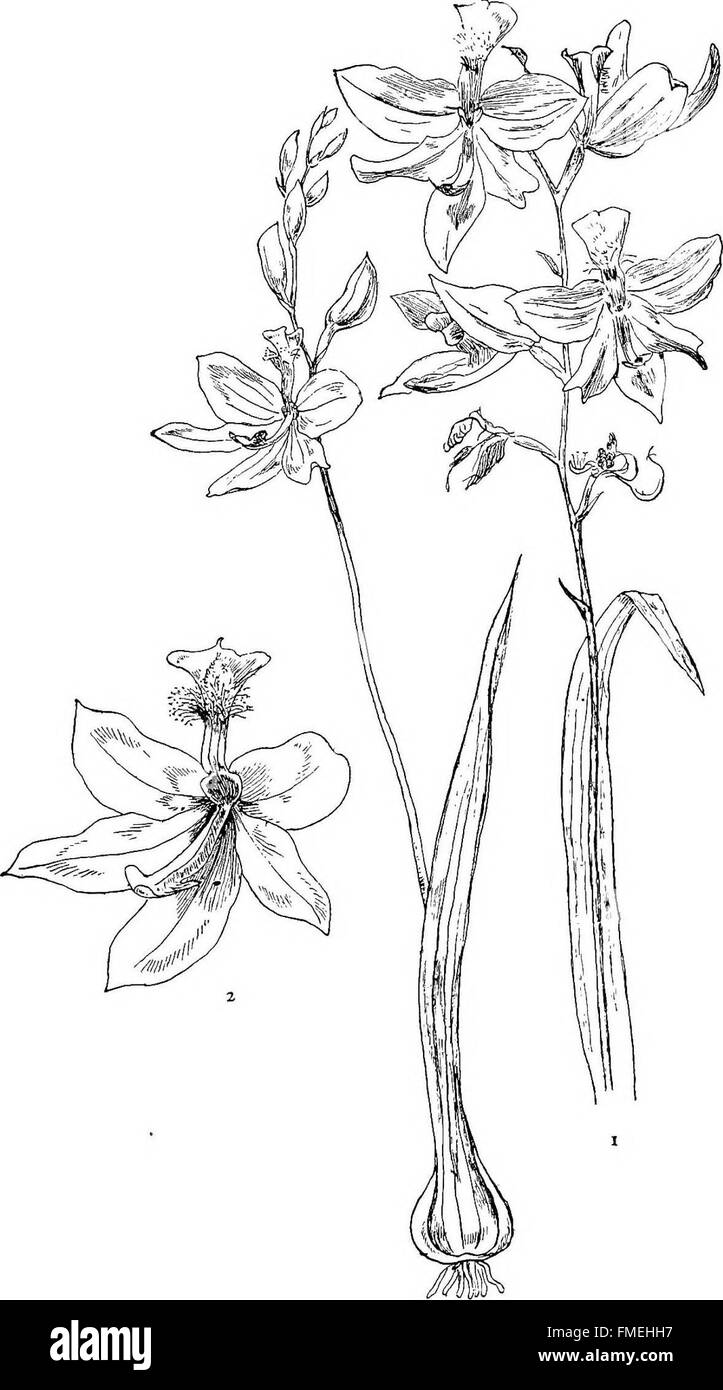 Dieses 1905 erschienene Buch präsentiert eine Reihe detaillierter Zeichnungen einheimischer Orchideen, die im Nordosten der USA gefunden wurden, und bietet einen visuellen Leitfaden für ihre Identifizierung und Naturgeschichte. Stockfoto