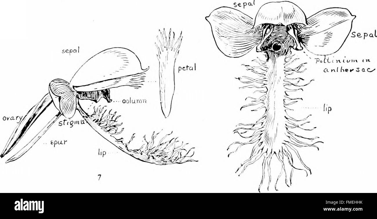 Dieses Werk aus dem Jahr 1905 zeigt eine Reihe botanischer Zeichnungen einheimische Orchideenarten, die im Nordosten der USA gefunden wurden. Die Abbildungen bieten einen visuellen Katalog dieser verschiedenen Arten und ihrer einzigartigen Merkmale. Stockfoto