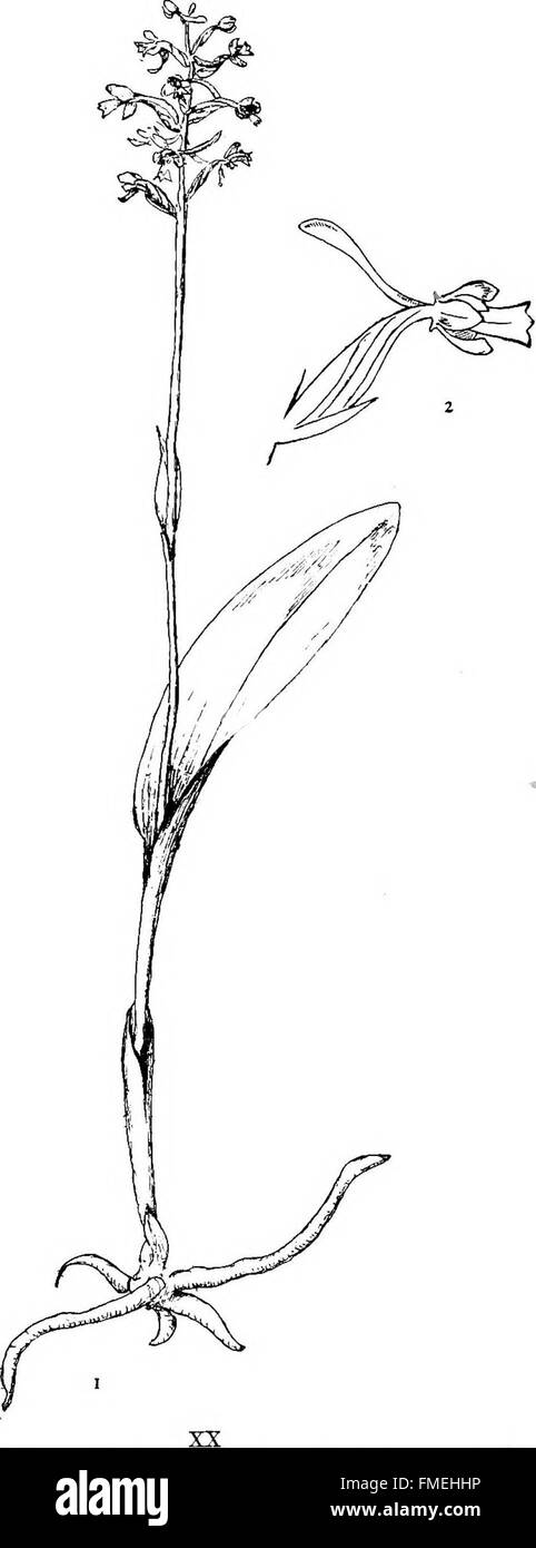 Diese Publikation aus dem Jahr 1905 enthält eine Reihe botanischer Zeichnungen, die die einheimischen Orchideenarten im Nordosten der Vereinigten Staaten darstellen und wertvolle Informationen über ihre Identifizierung und Erhaltung liefern. Stockfoto