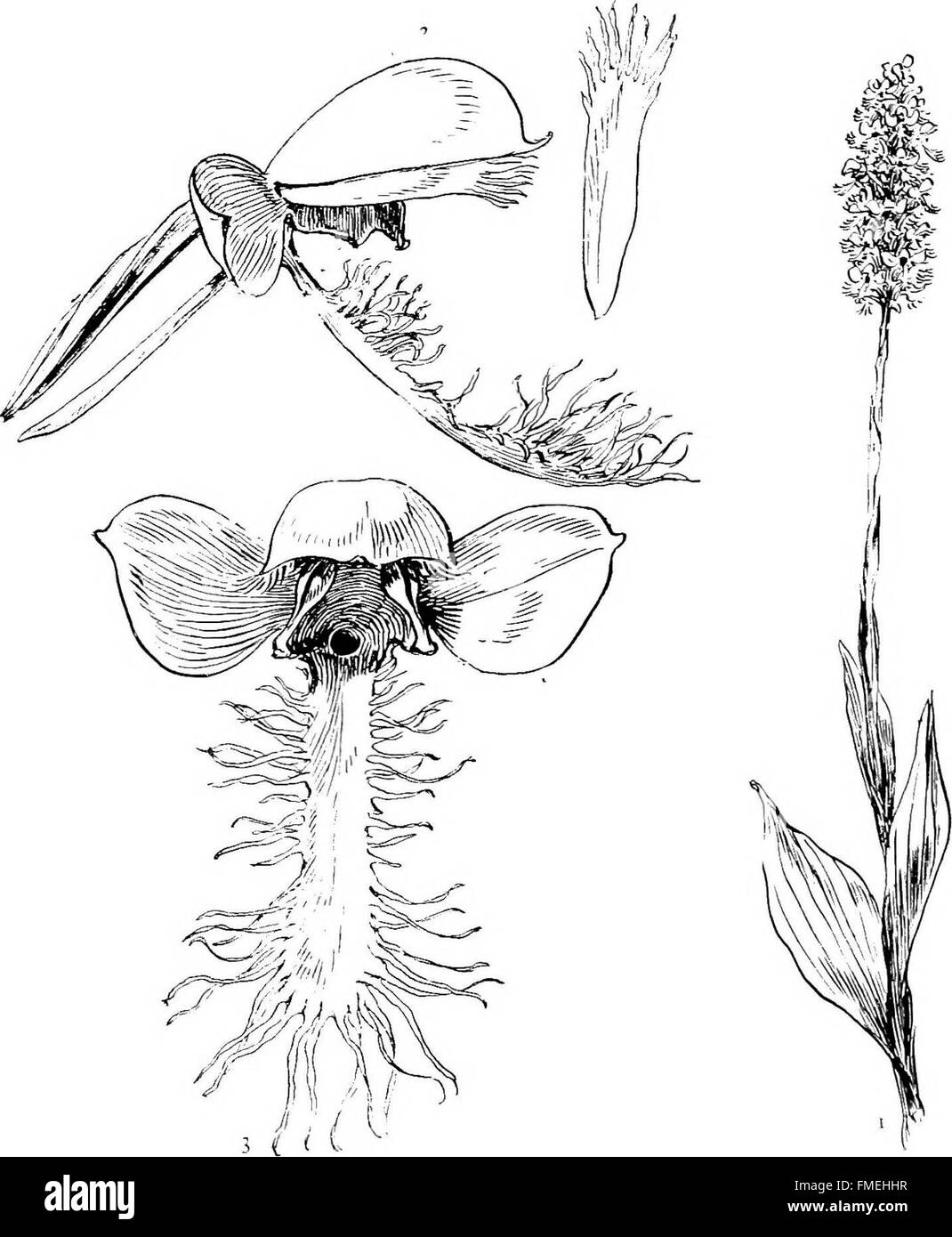 Das Werk „Our Native Orchides“ aus dem Jahr 1905 präsentiert Naturzeichnungen von Orchideen aus dem Nordosten der USA, in denen die Merkmale der Arten und natürlichen Lebensräume detailliert dargestellt werden. Stockfoto