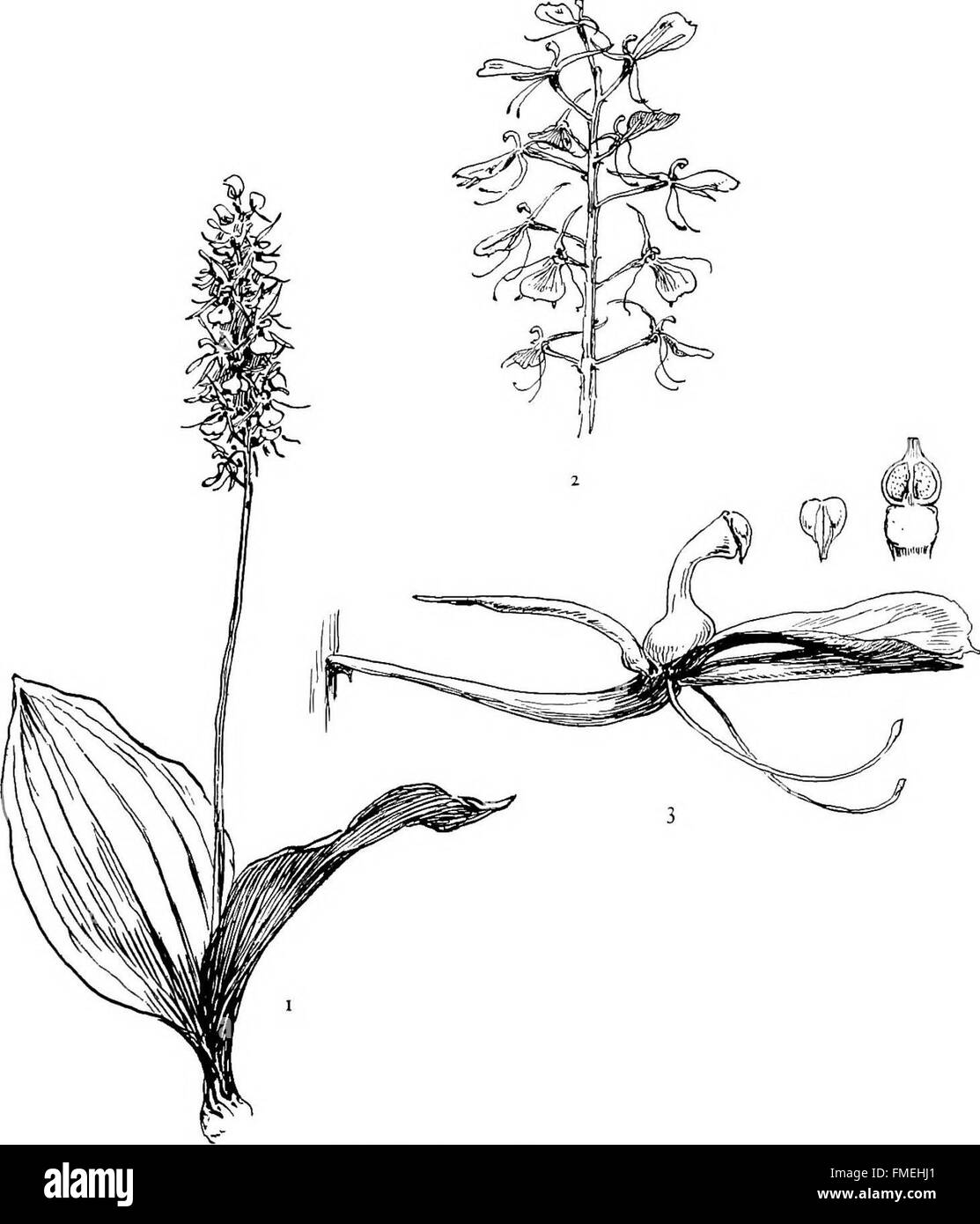 Eine Serie detaillierter Zeichnungen, die heimische Orchideenarten aus dem Nordosten der USA zeigen, die 1905 veröffentlicht wurden. Das Werk präsentiert botanische Illustrationen verschiedener Orchideenarten, die ihre einzigartigen Merkmale und Lebensräume zeigen. Stockfoto