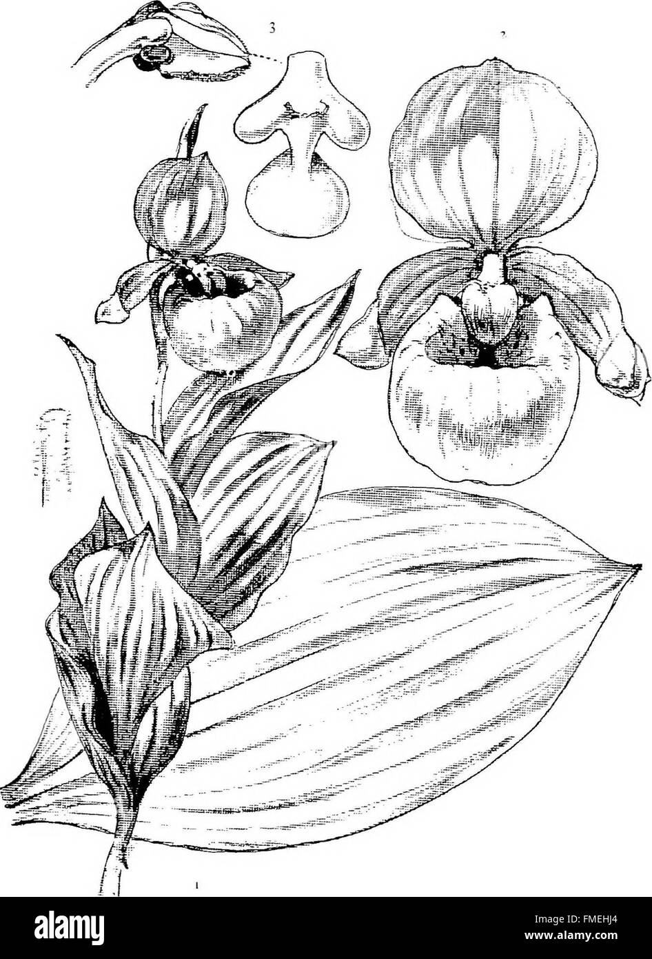 Dieses Werk aus dem Jahr 1905 präsentiert detaillierte botanische Illustrationen einheimischer Orchideen, die im Nordosten der Vereinigten Staaten gefunden wurden, und erfasst ihre einzigartigen Merkmale und Klassifikationen für wissenschaftliche Studien und Identifikationen. Stockfoto